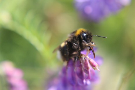 Erdhummel