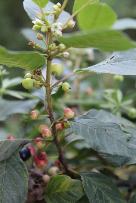 Faulbaum im Boomgarden Park Helmste