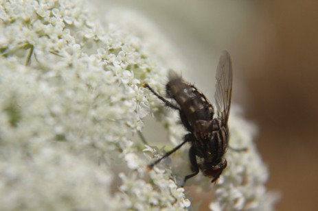 Fleischfliege auf einer Wilden Möhre