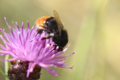 Hummel (Welche) auf einer Flocenblume