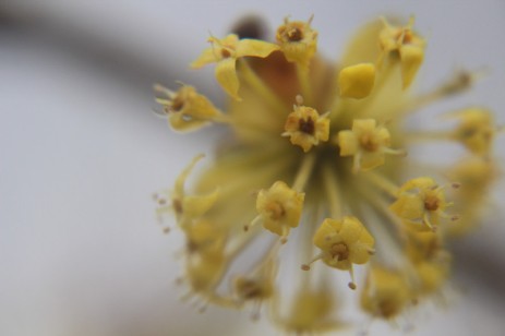 Blüte der Kornnehlkirsche