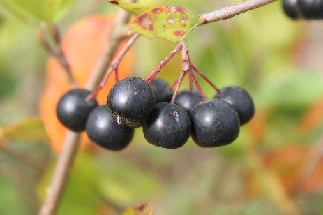 Aronia Beere