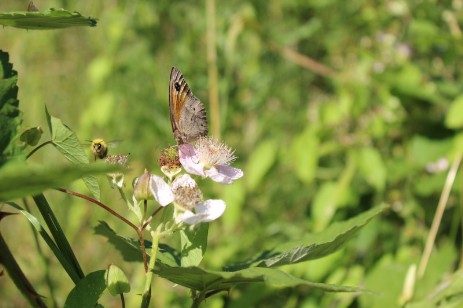 Großes Ochsenauge auf einer Brombeerblüte