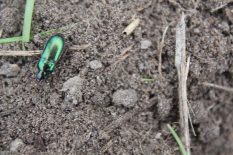grüner Käfer