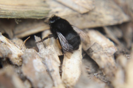 schwarze Hummel