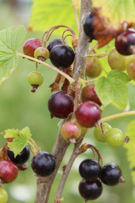 schwarze Johannisbeeren